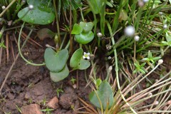 Nymphoides parvifolia